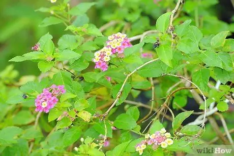 Stecklinge von etablierten Pflanzen anbauen Schritt 1