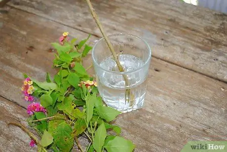 Kweek steggies uit gevestigde plante Stap 4