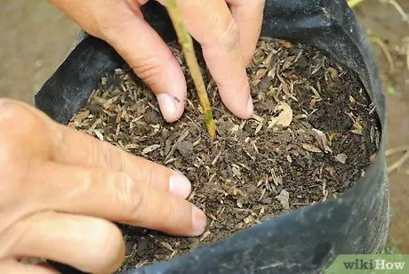 Stecklinge von etablierten Pflanzen anbauen Schritt 7