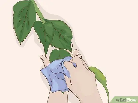 Prune Houseplants Step 10