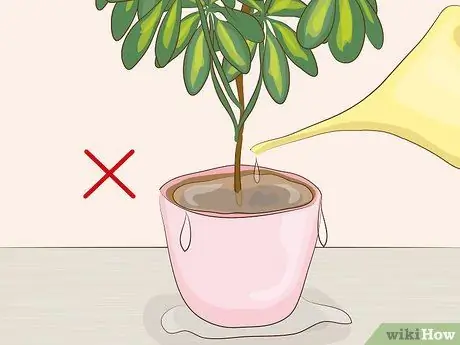 Prune Houseplants Step 11