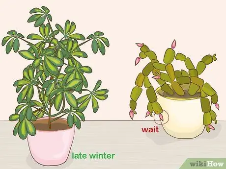 Prune Houseplants Step 2