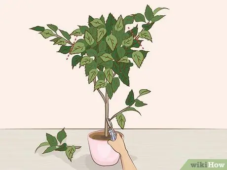 Prune Houseplants Step 5