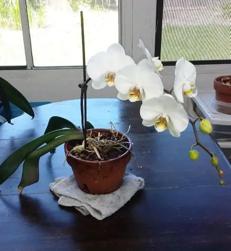 Uokoaji wa Orchid 3