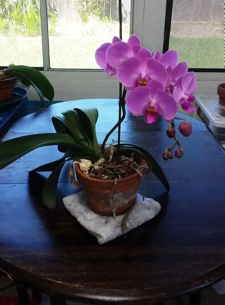 Orchid cawm 1