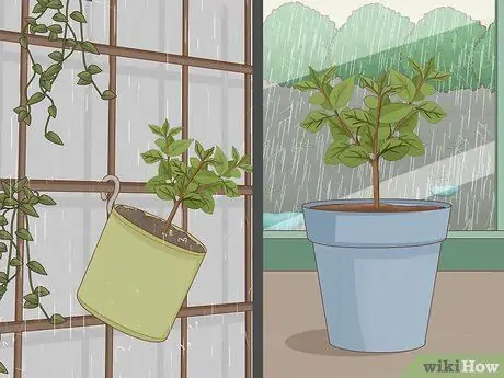 Care for a Lemon Tree Step 10