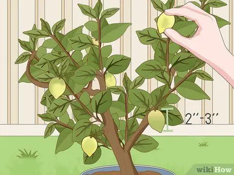 Care for a Lemon Tree Step 11