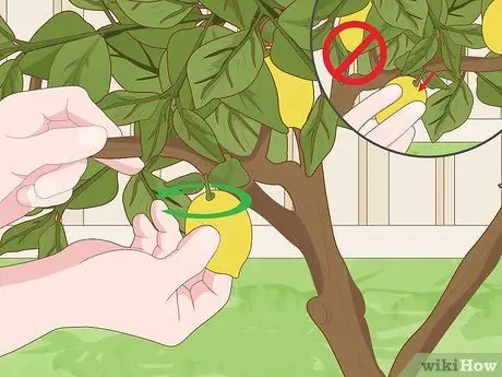 Care for a Lemon Tree Step 12