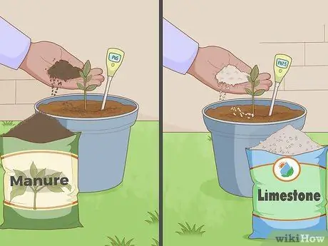 Prenditi cura di un albero di limone Passaggio 7