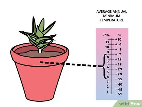 Utunzaji wa Succulents Hatua ya 11