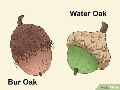 Identificer Oaks ved Acorns Trin 10