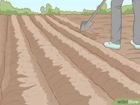 Grow Your Own Food Step 10