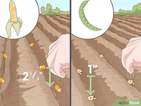 Grow Your Own Food Step 11