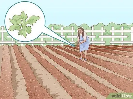 Grow Your Own Food Step 12