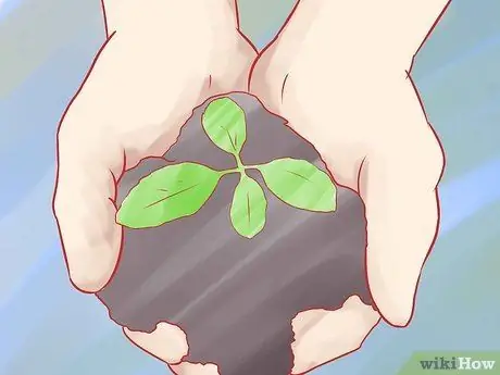 Grow Herbs Step 10