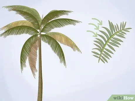 Identificare le palme Passaggio 1