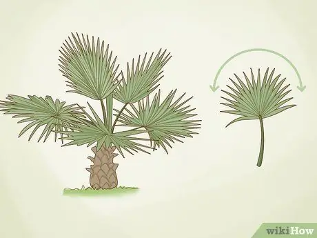 Identificare le palme Passaggio 2