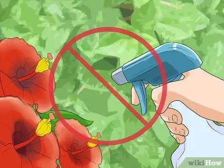 Kill Weeds With Vinegar Step 5