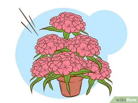 Grow Sweet William Plants Pasul 12