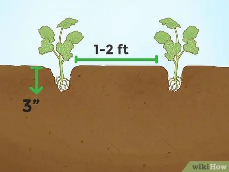 Trồng bông cải xanh Bước 11