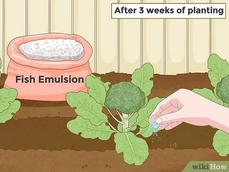 Grow Broccoli Step 15