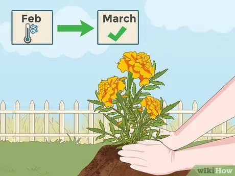 Grow Marigolds Trin 2