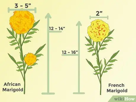 Ringelblumen anbauen Schritt 5