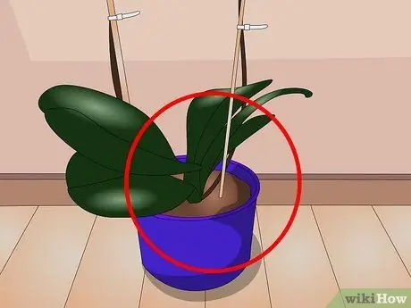 Care for Indoor Plants Step 1