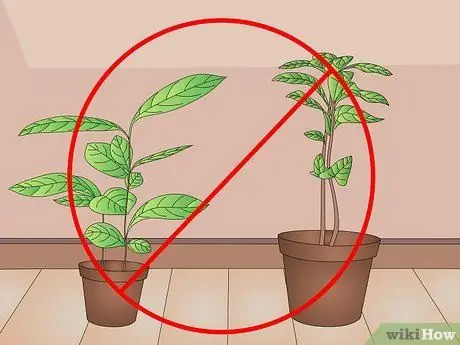 Cuidado de las plantas de interior Paso 11