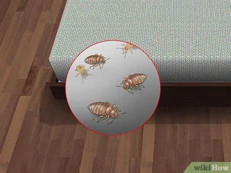 Kenalpasti Gigitan Bed Bug Langkah 5