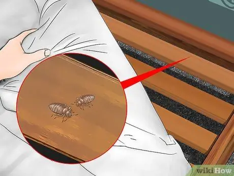 Kenalpasti Gigitan Bed Bug Langkah 7