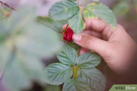 Distinguer les framboises et les mûres Étape 1