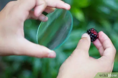 Tell Raspberries and Blackberries Apart Step 2