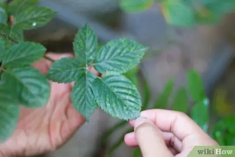 Povejte maline in robide narazen 4. korak