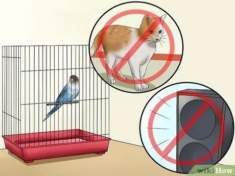 Скажите, нравится ли вы вашему питомцу Budgie Step 12