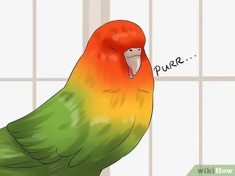 Tell if Your Pet Budgie Likes You Step 9