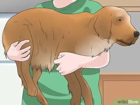 Pick up a Dog Properly Step 3