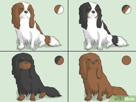 Wybierz Cavalier King Charles Spaniel Krok 1