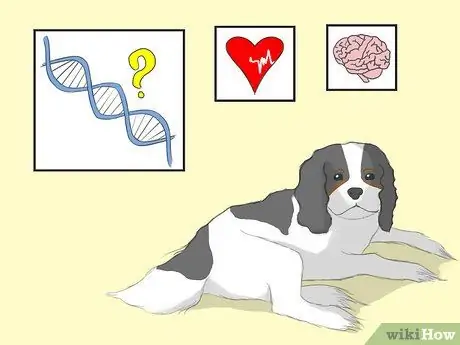 Select a Cavalier King Charles Spaniel Step 10