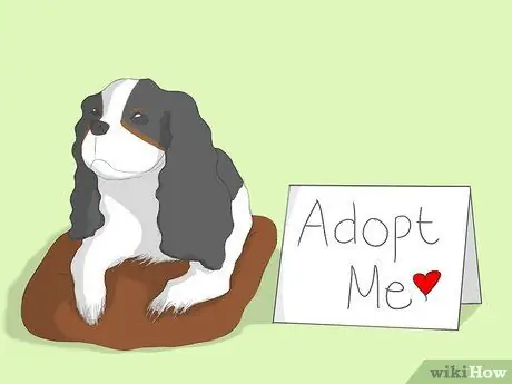 Select a Cavalier King Charles Spaniel Step 13