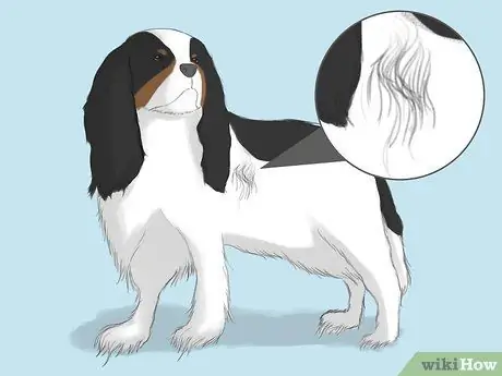 Select a Cavalier King Charles Spaniel Step 2