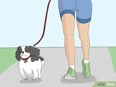 Select a Cavalier King Charles Spaniel Step 7