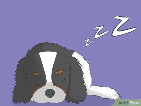 Select a Cavalier King Charles Spaniel Step 9