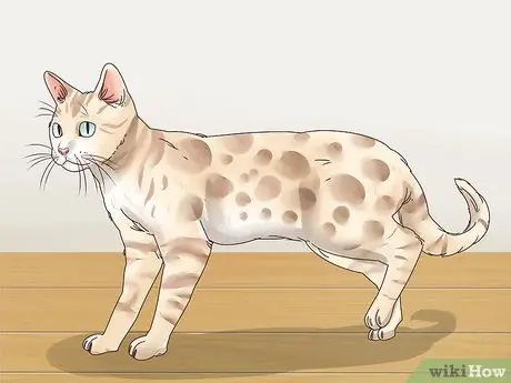 Kilalanin ang isang Bengal Cat Hakbang 1