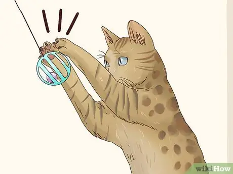 Kilalanin ang isang Bengal Cat Hakbang 4