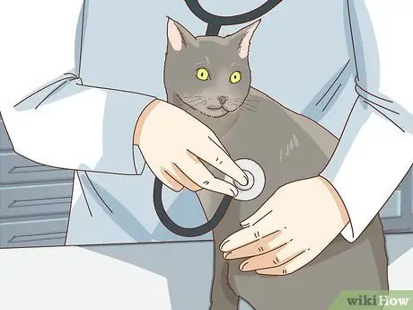 Tell if Your Cat Is Depressed Step 1