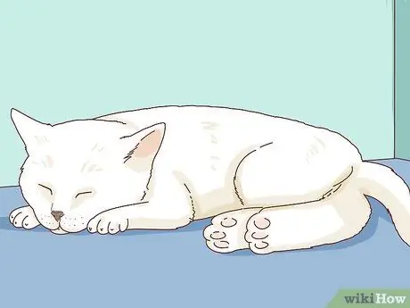 Tell if Your Cat Is Depressed Step 4