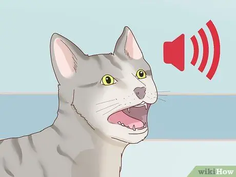 Tell if Your Cat Is Depressed Step 5