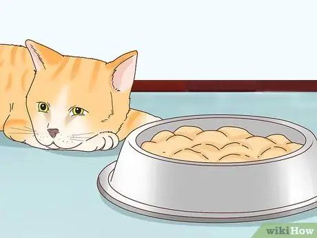 Tell if Your Cat Is Depressed Step 6