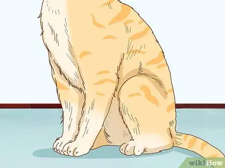 Tell if Your Cat Is Depressed Step 7